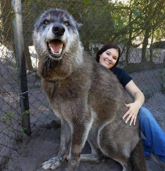 farkas hibrid rezervátumban