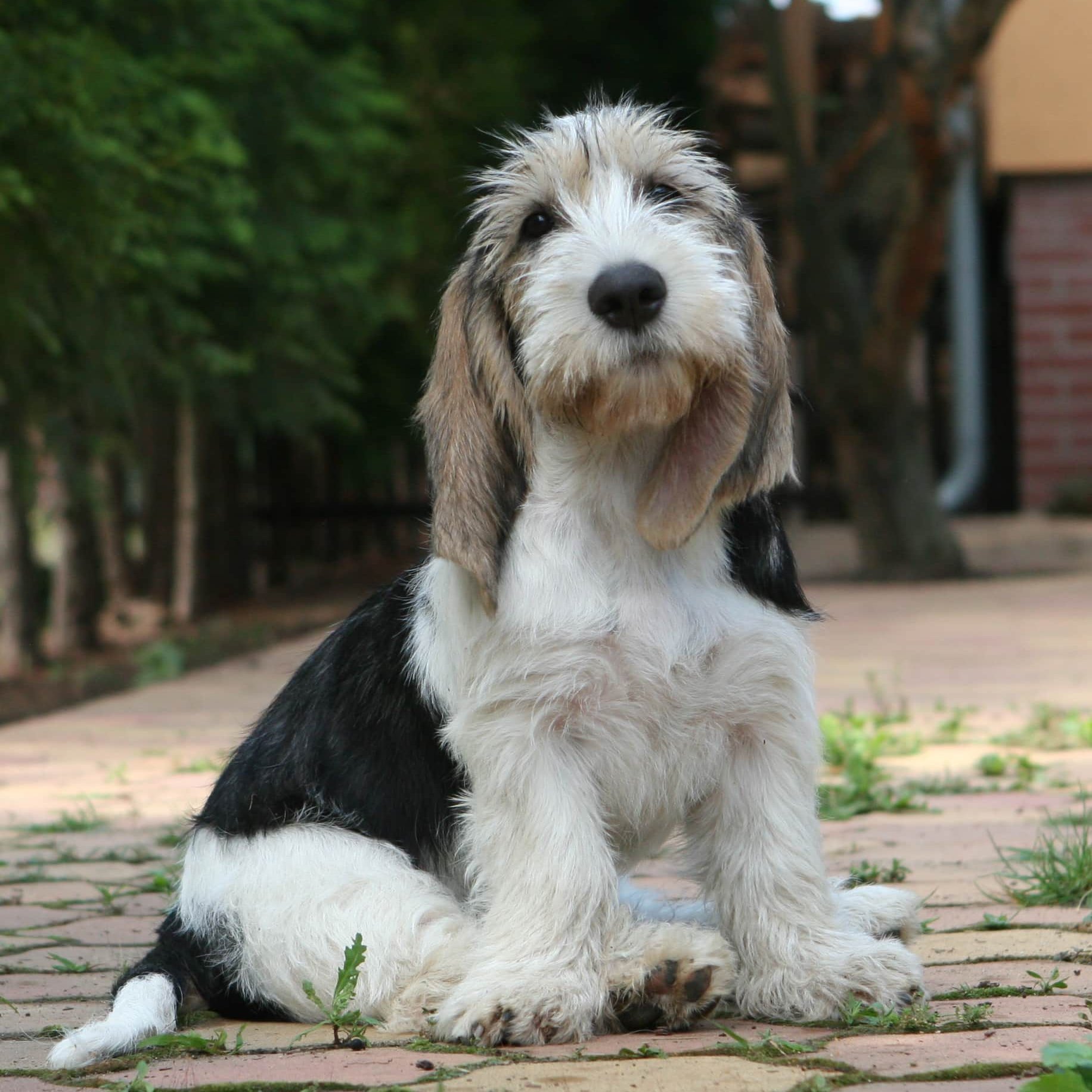 aranyos Grand Basset Griffon Vendéen ül a kamerával szemben