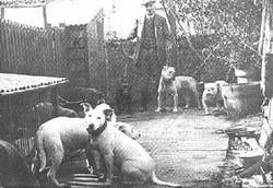 amerikai bulldogok