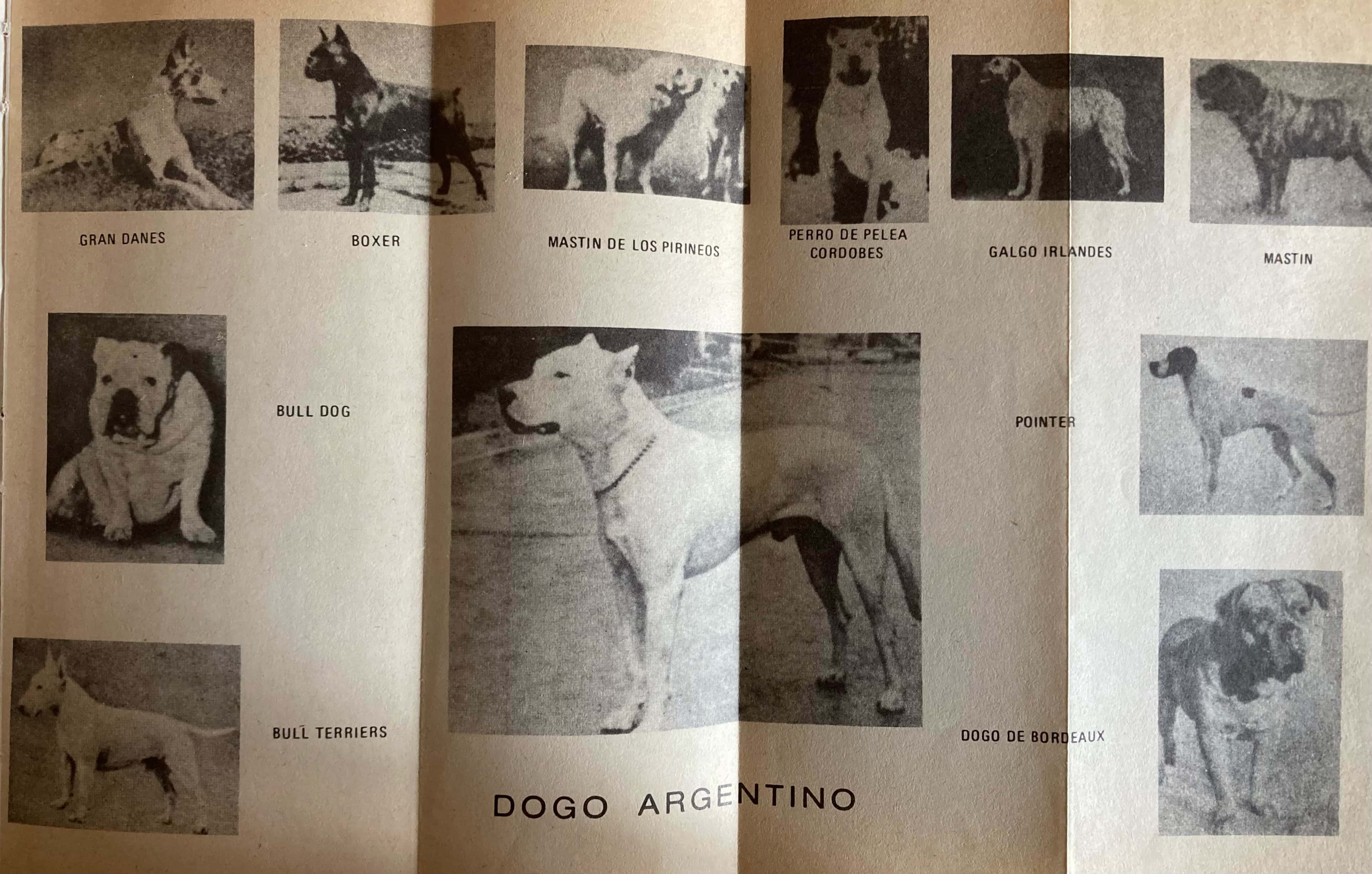 Agustin Nores Martinez: El Dogo Argentino