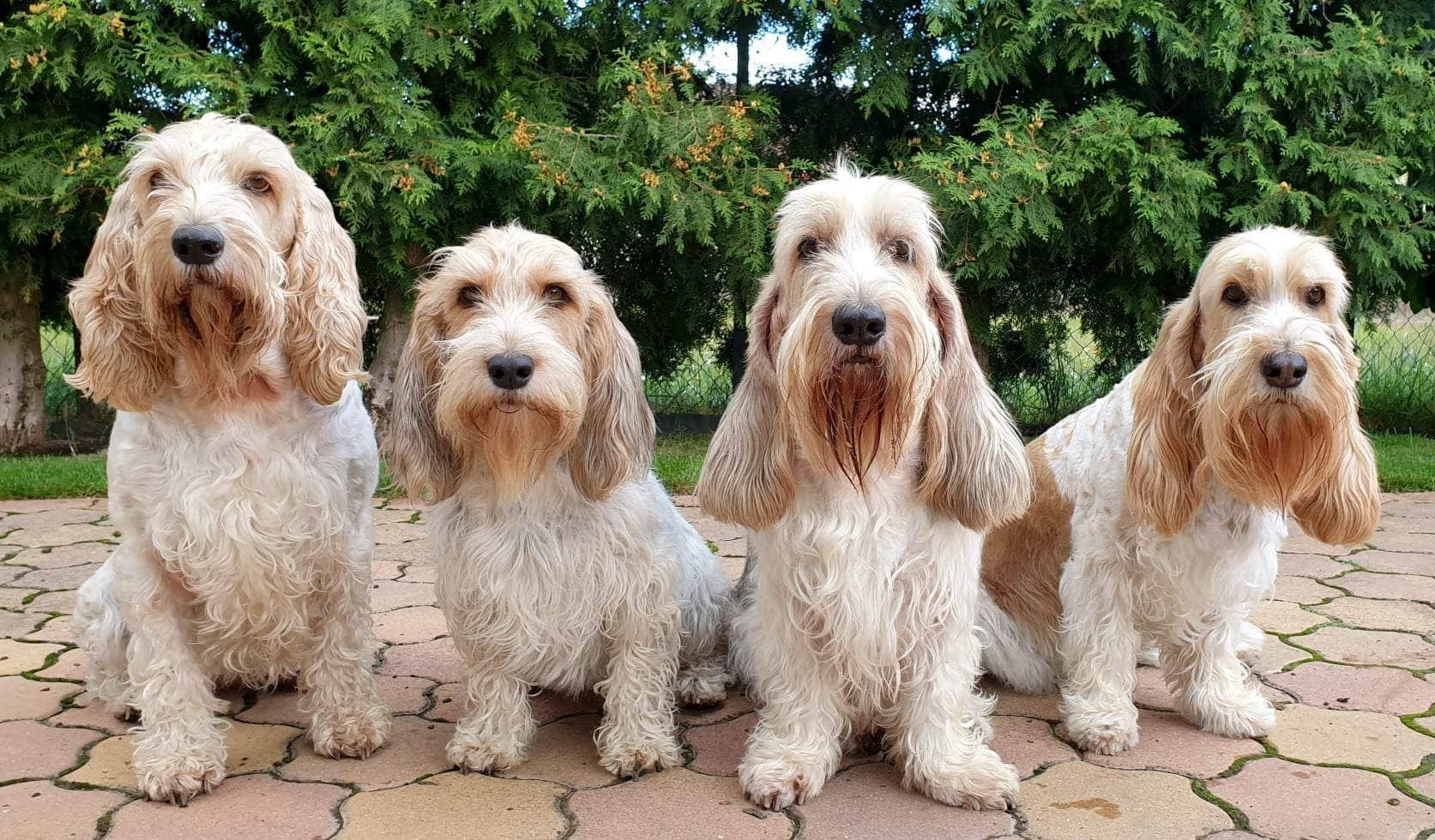 4 Grand Basset Griffon Vendéen ül egymás mellett