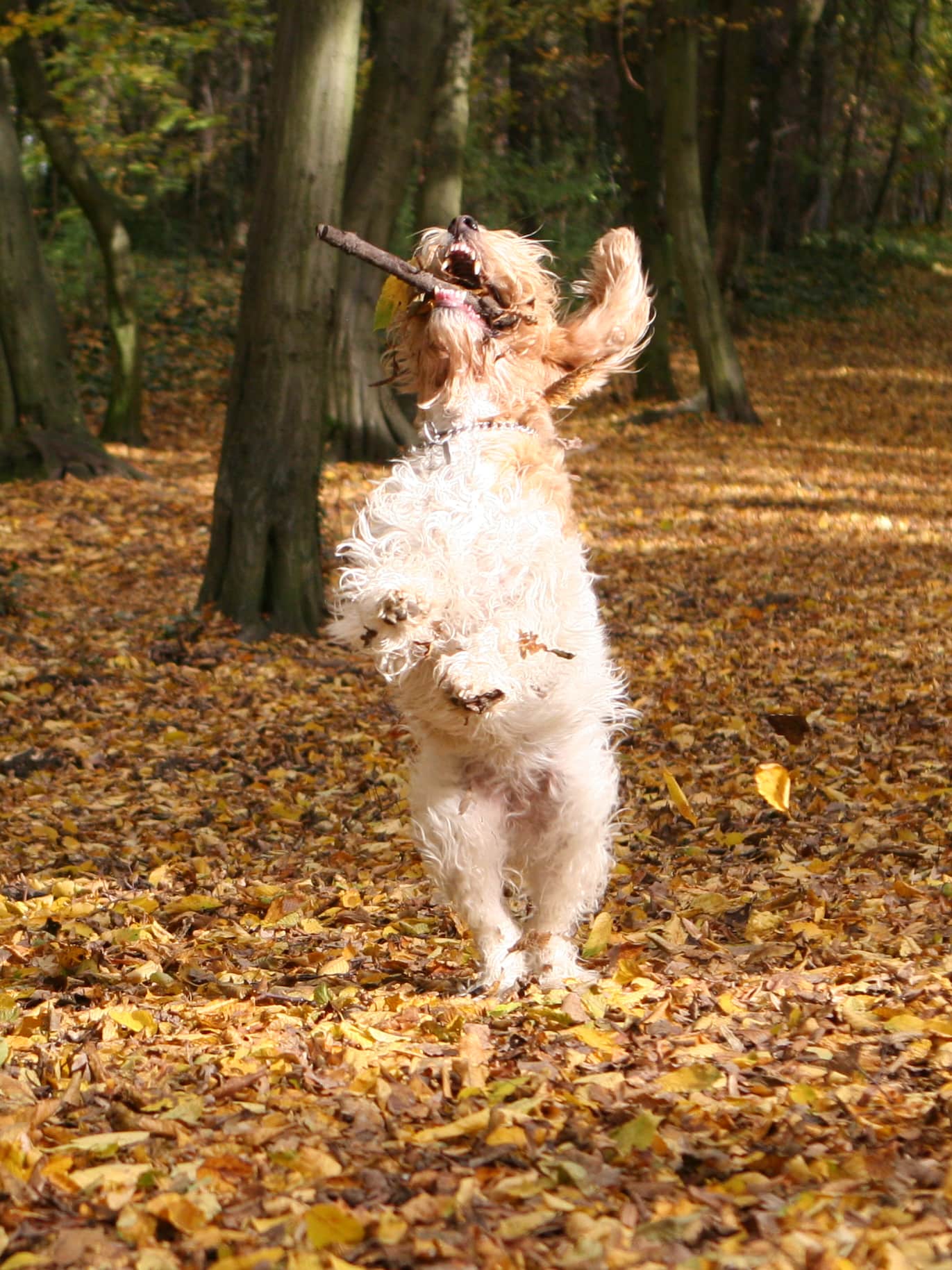 dr. Földi Barbara a Happy Wonder kennel tulajdonosának fotója