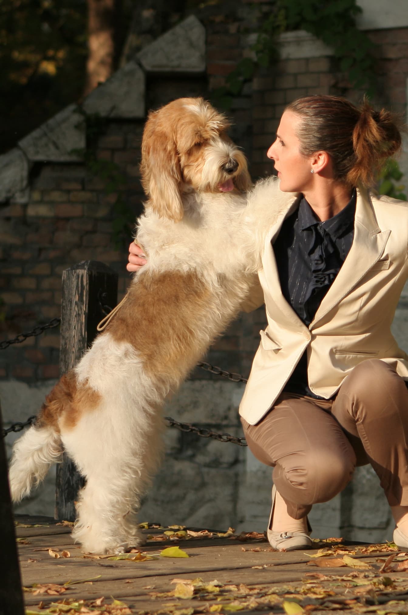Grand Basset Griffon Vendéen két lábon áll gazdáján