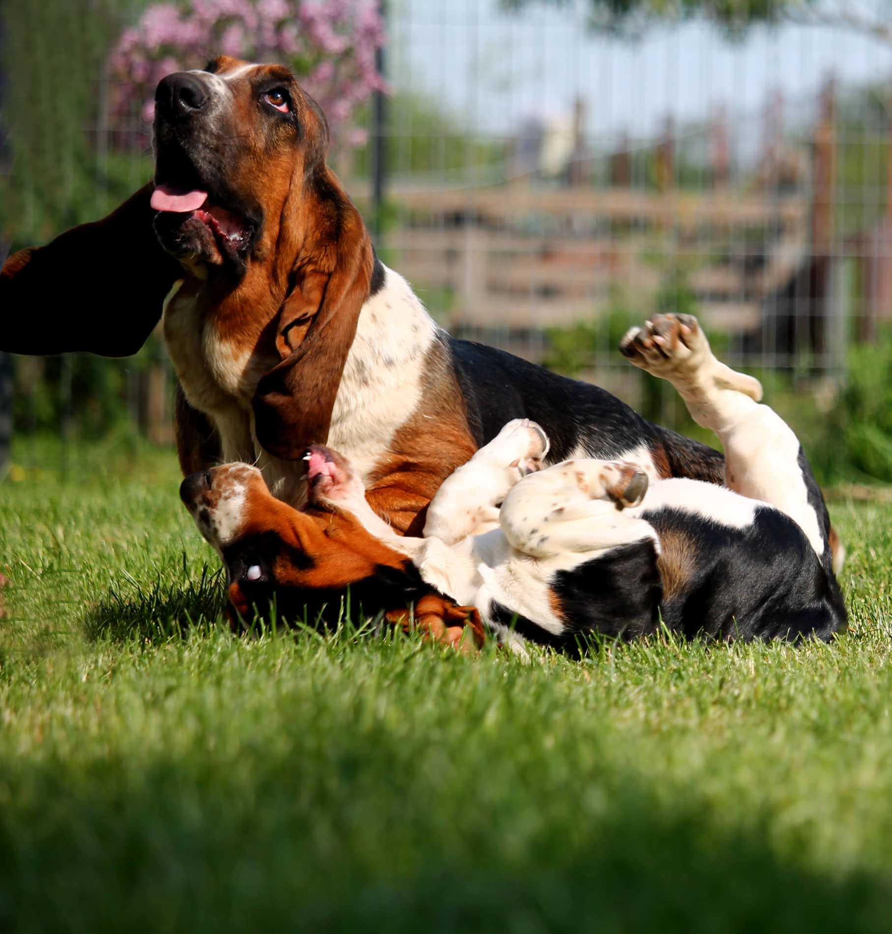 Fülöp Anikó a Nagyhegyi Pajkos Kennel tulajdonosának fotója