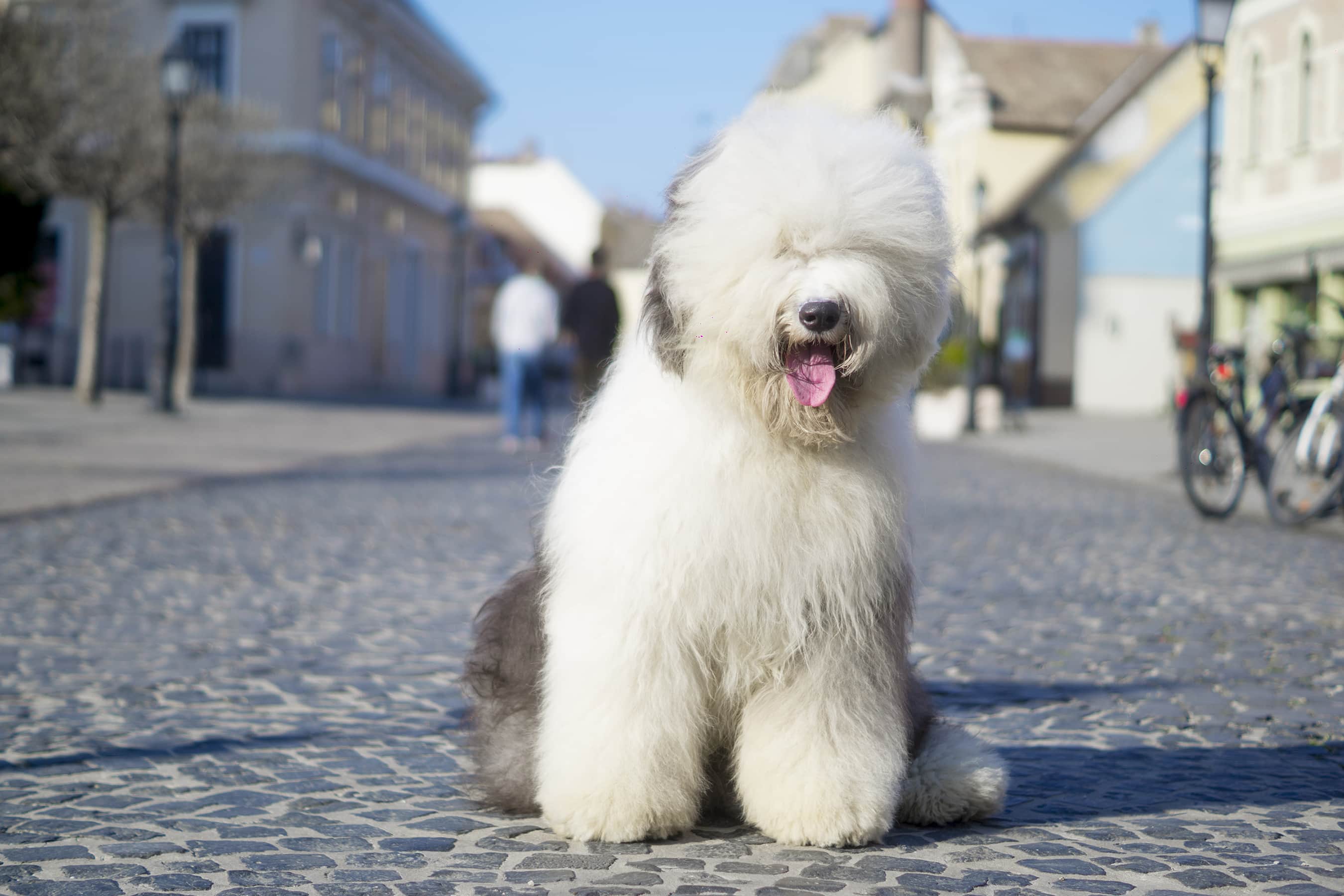 macskakovesutcan_ulo_bobtail