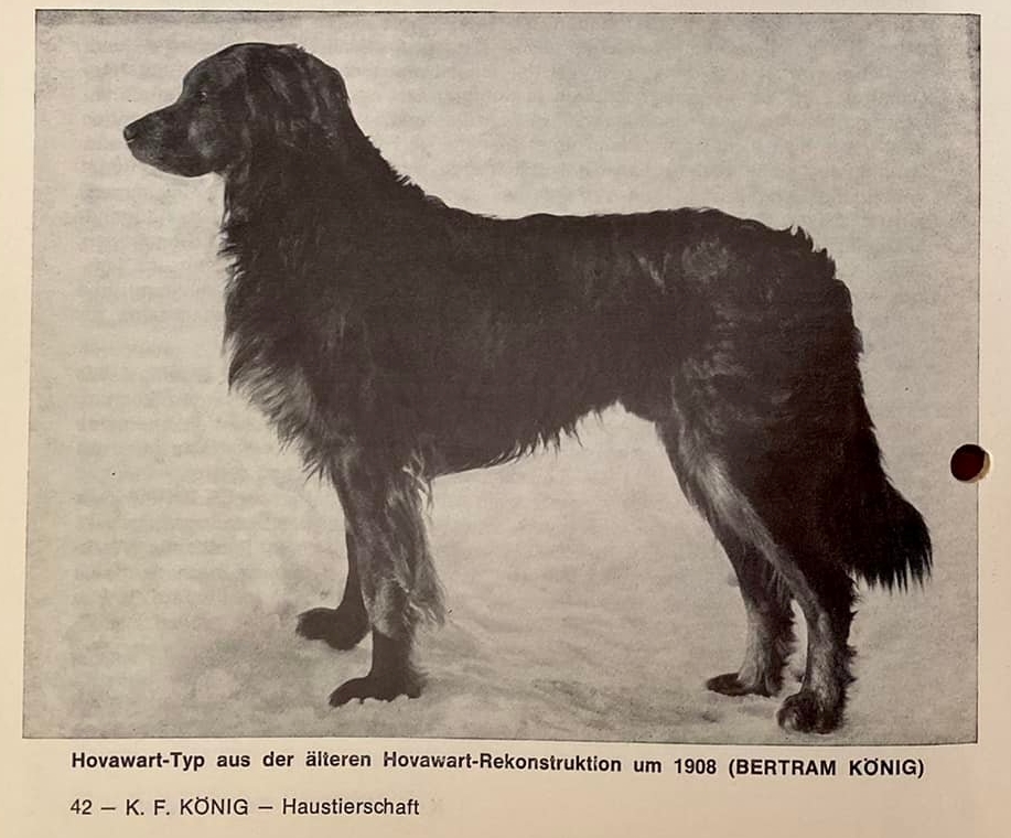 Hovawart 1908. Kurt Friedrich Königs könyvéből
