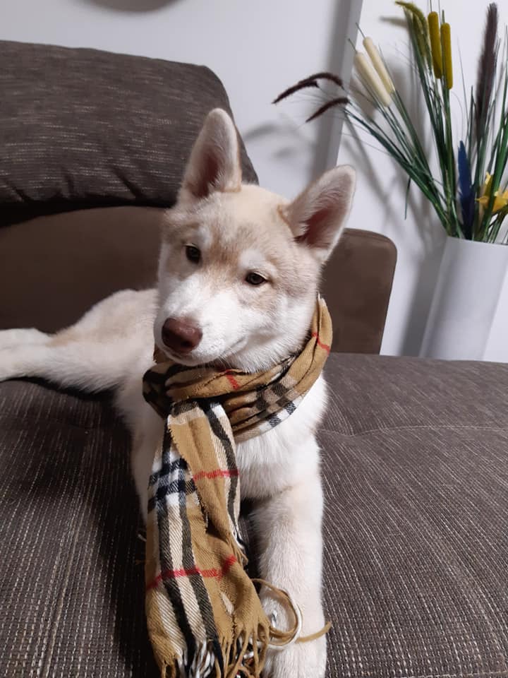 husky kölyök sálban