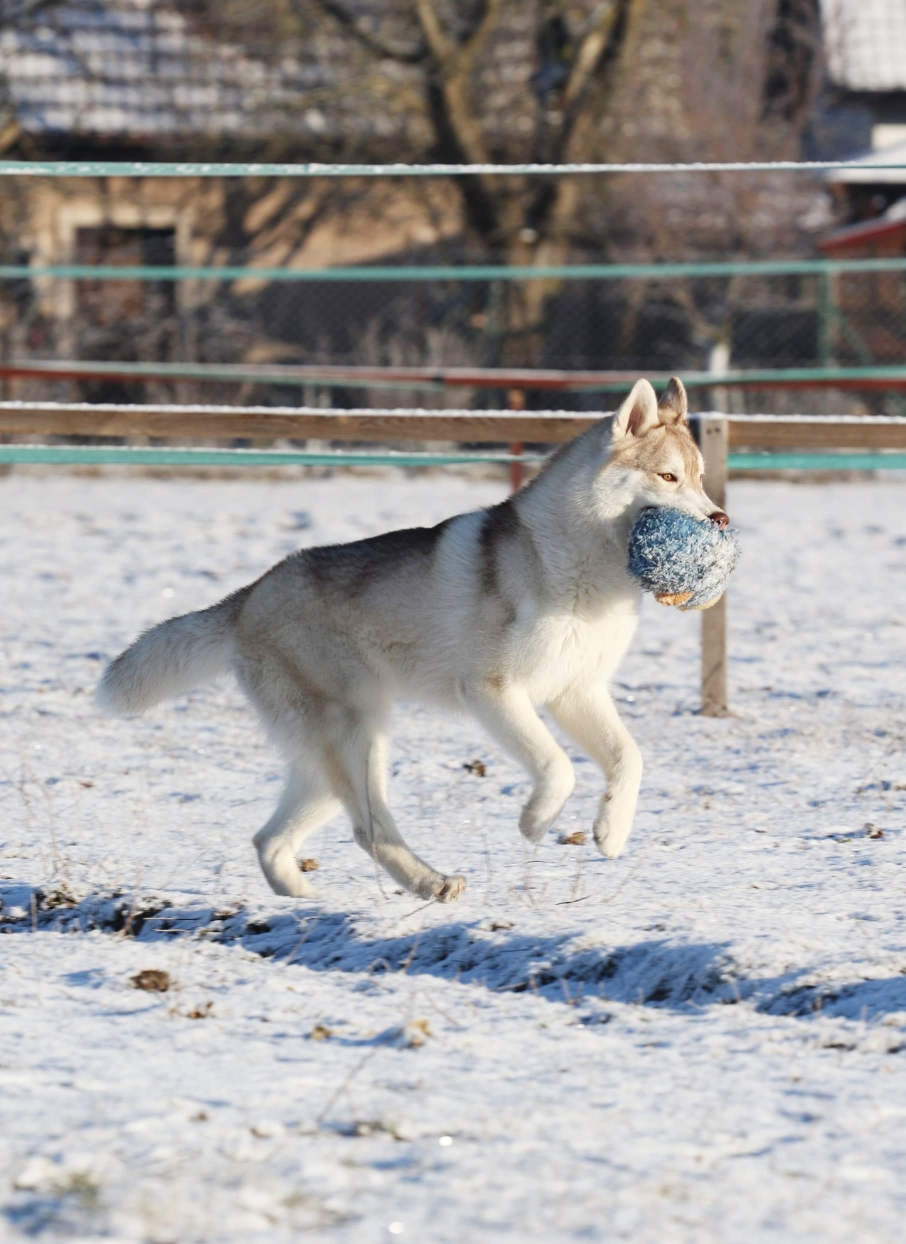 játékkal futó husky 