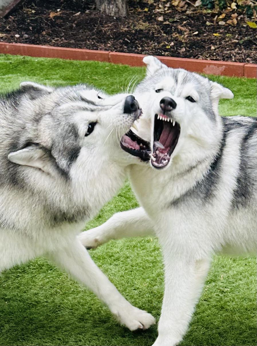 birkozó husky kutyák