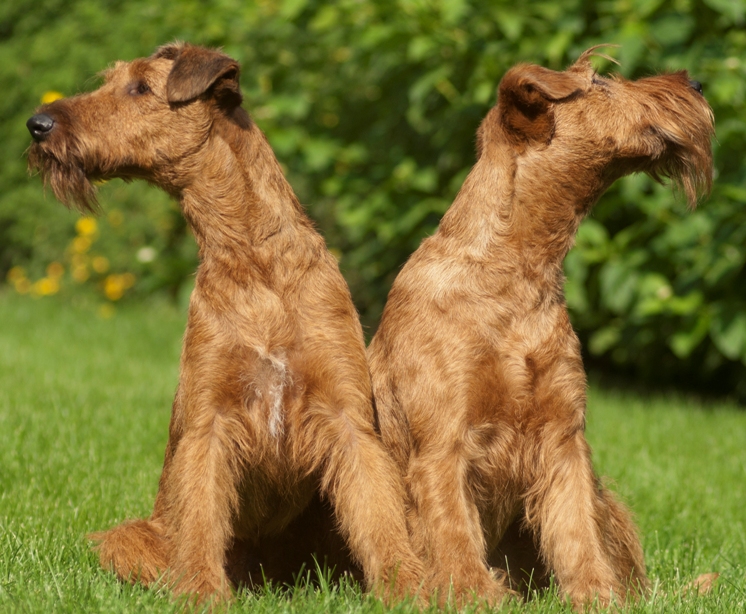 2 ír terrier