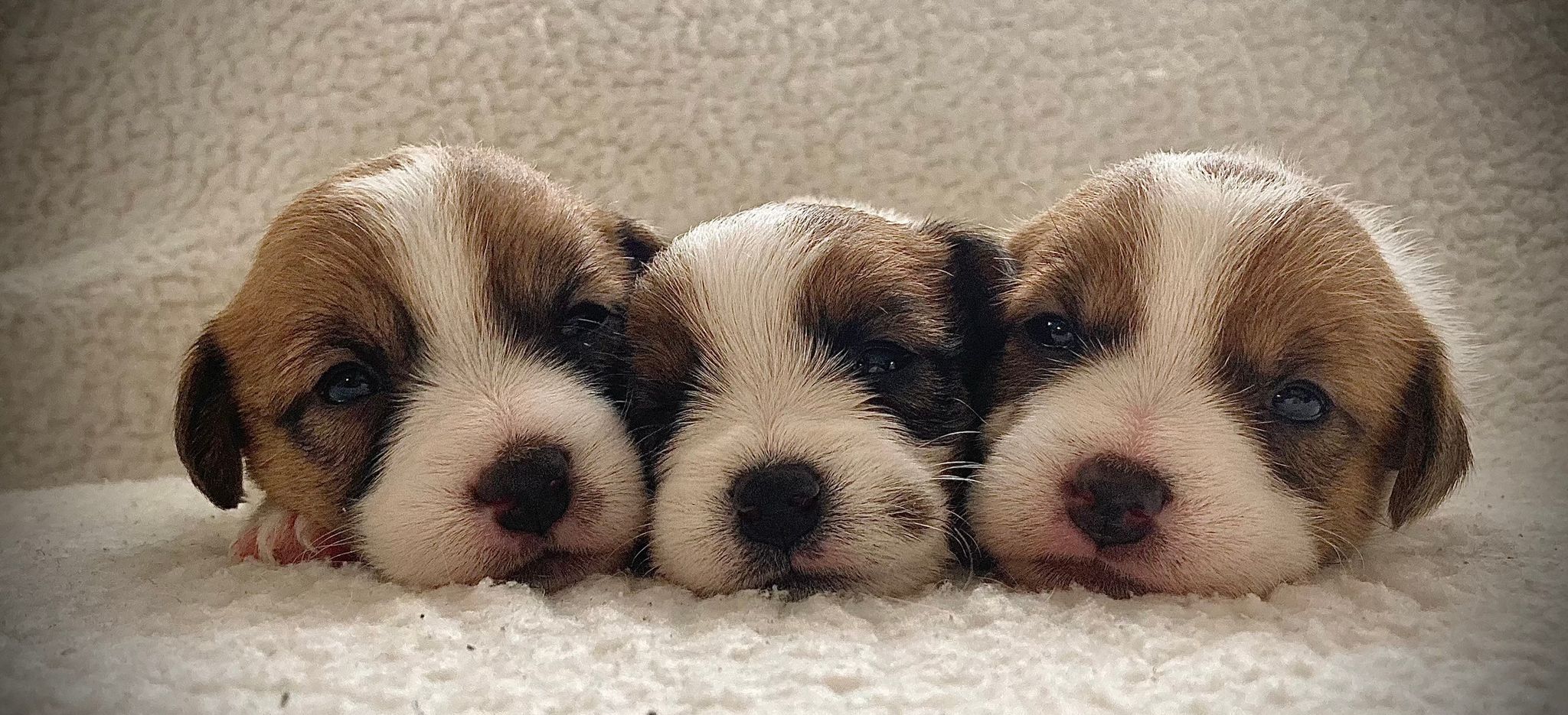 újszülött jack russell kölykök