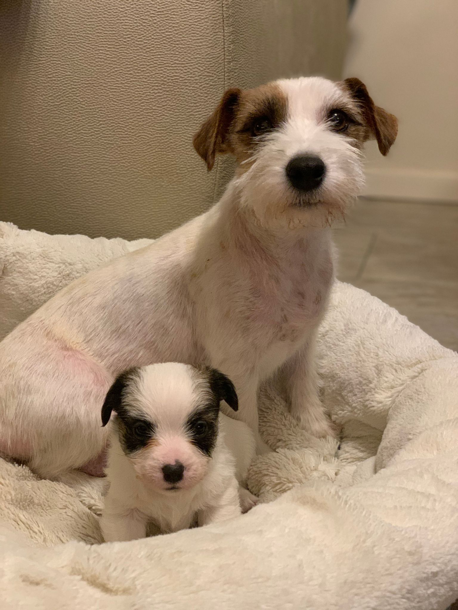 jack russell anya kölykével