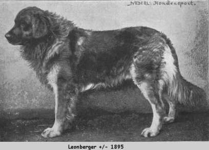 leonbergi 1895