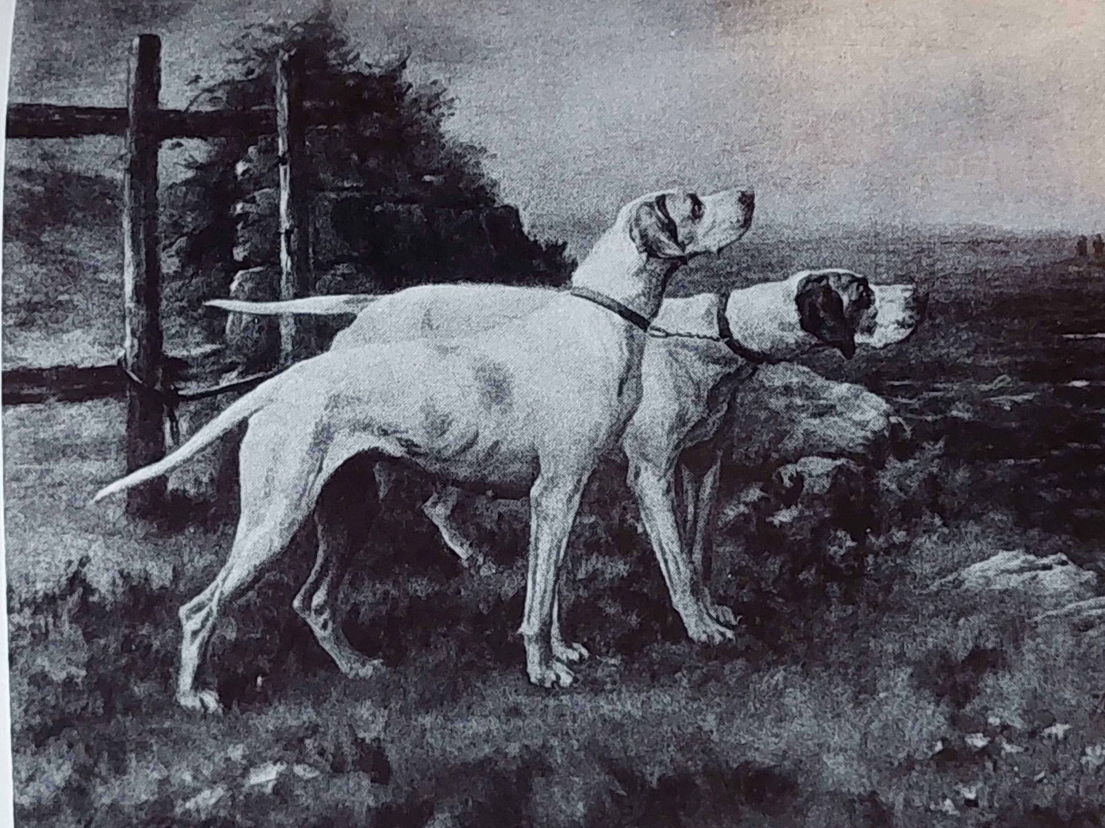 Pointer története