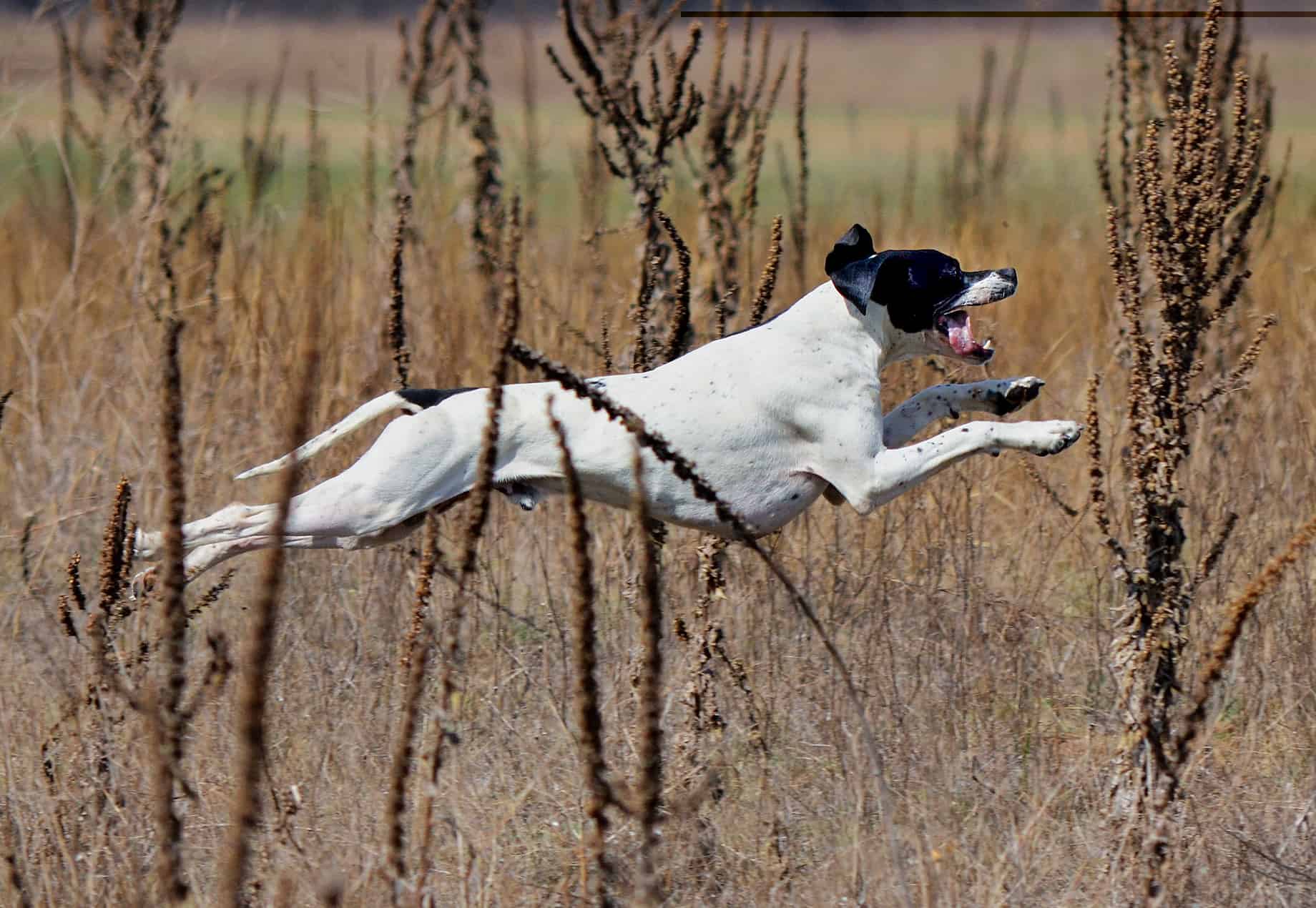 futó pointer