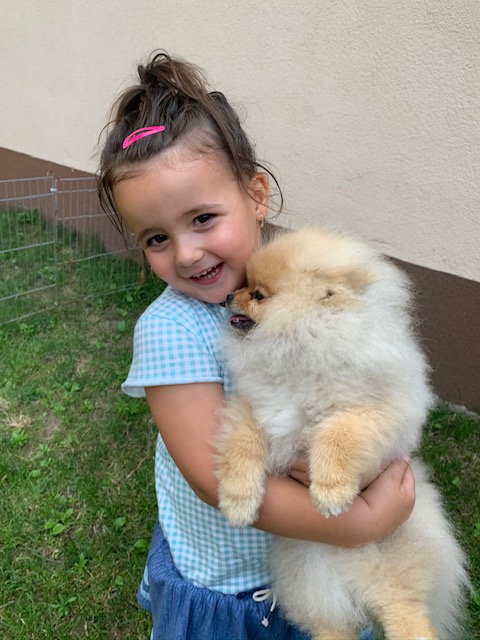 pomerániai kiskutya kislány karjában