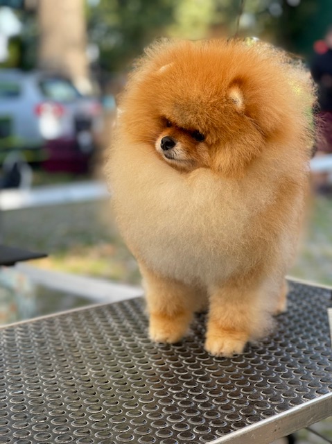 pomerániai kiskutya kiállításon