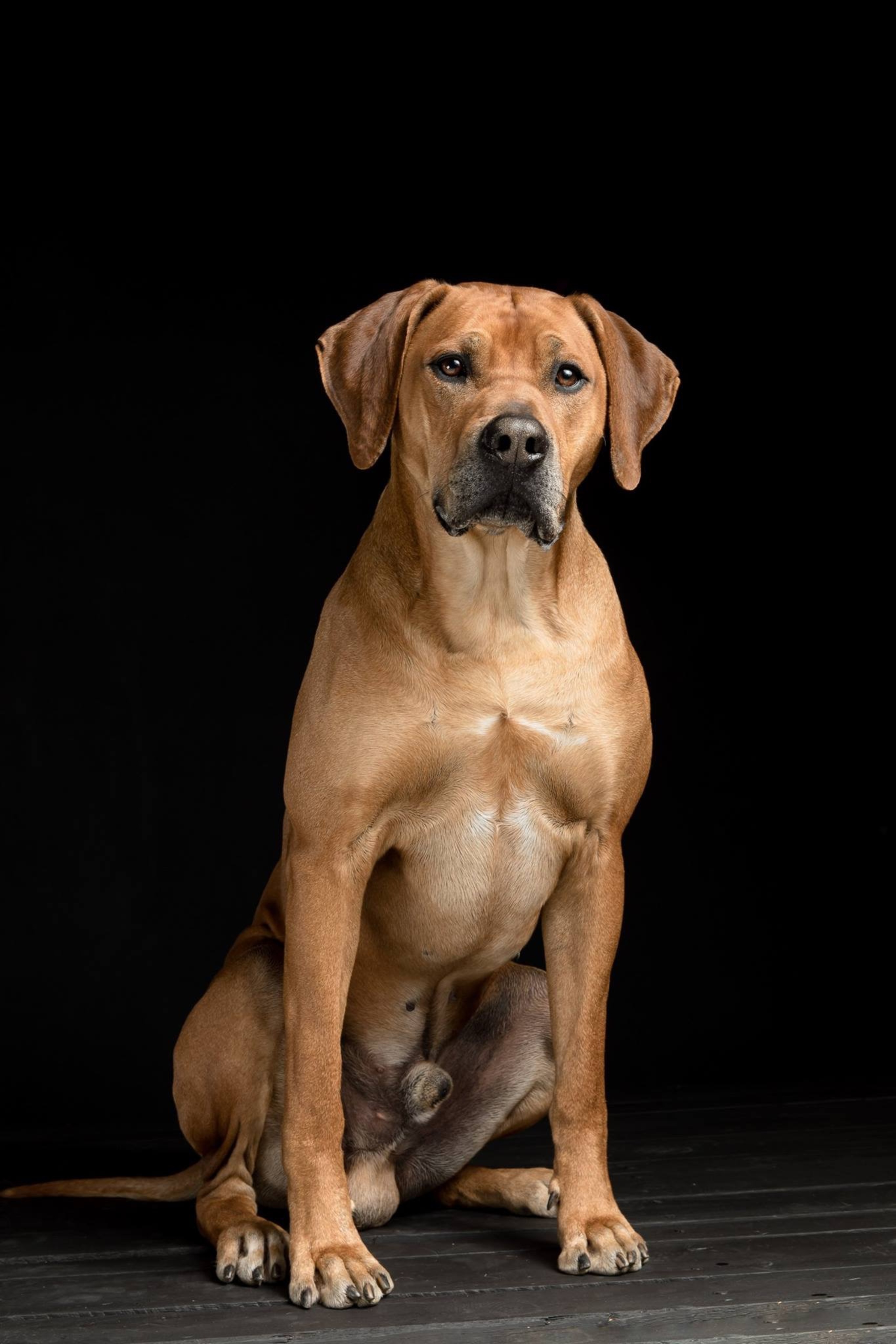 Rodéziai Ridgeback