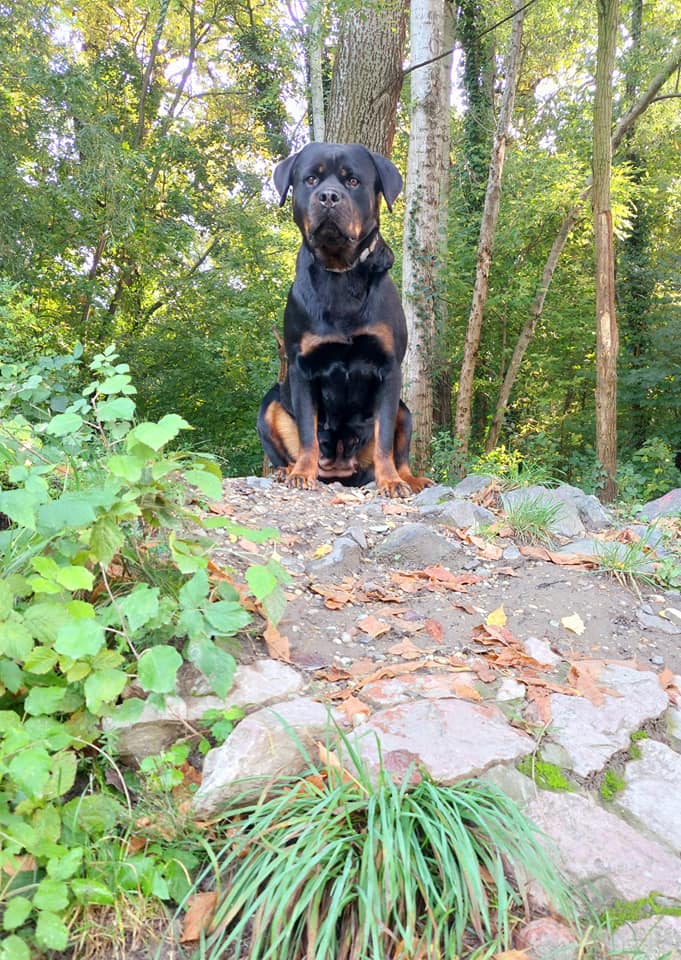 rottweiller erdei portré kép