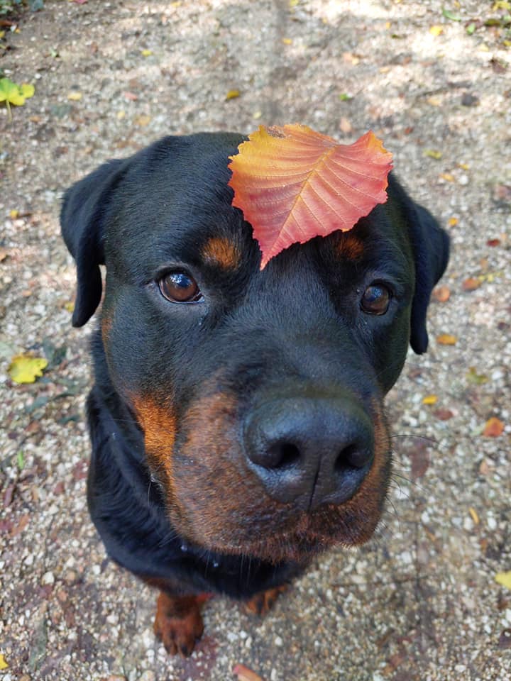 rottweiller falevéllel a fején