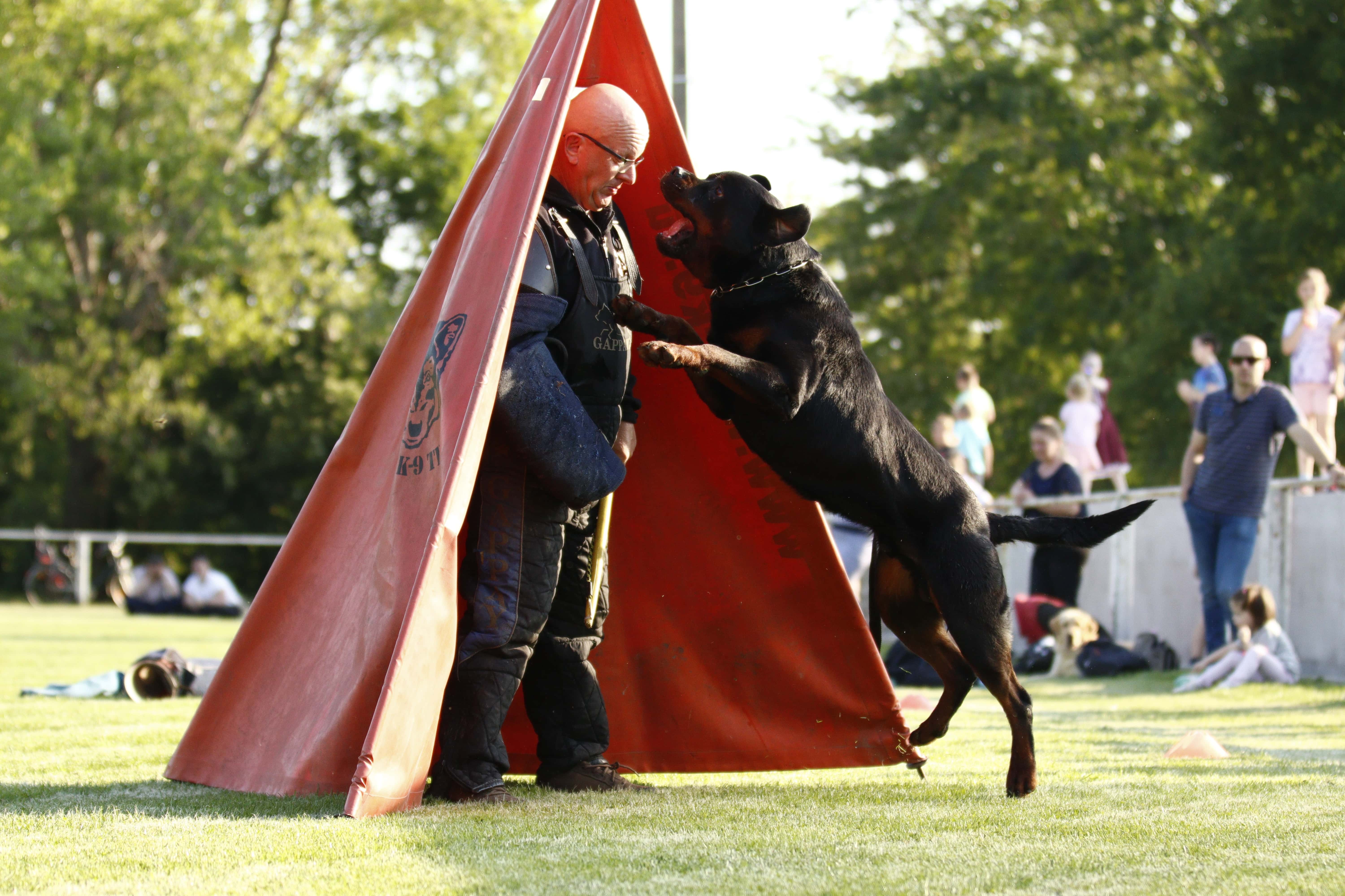 Őrző-védőző rottweiler