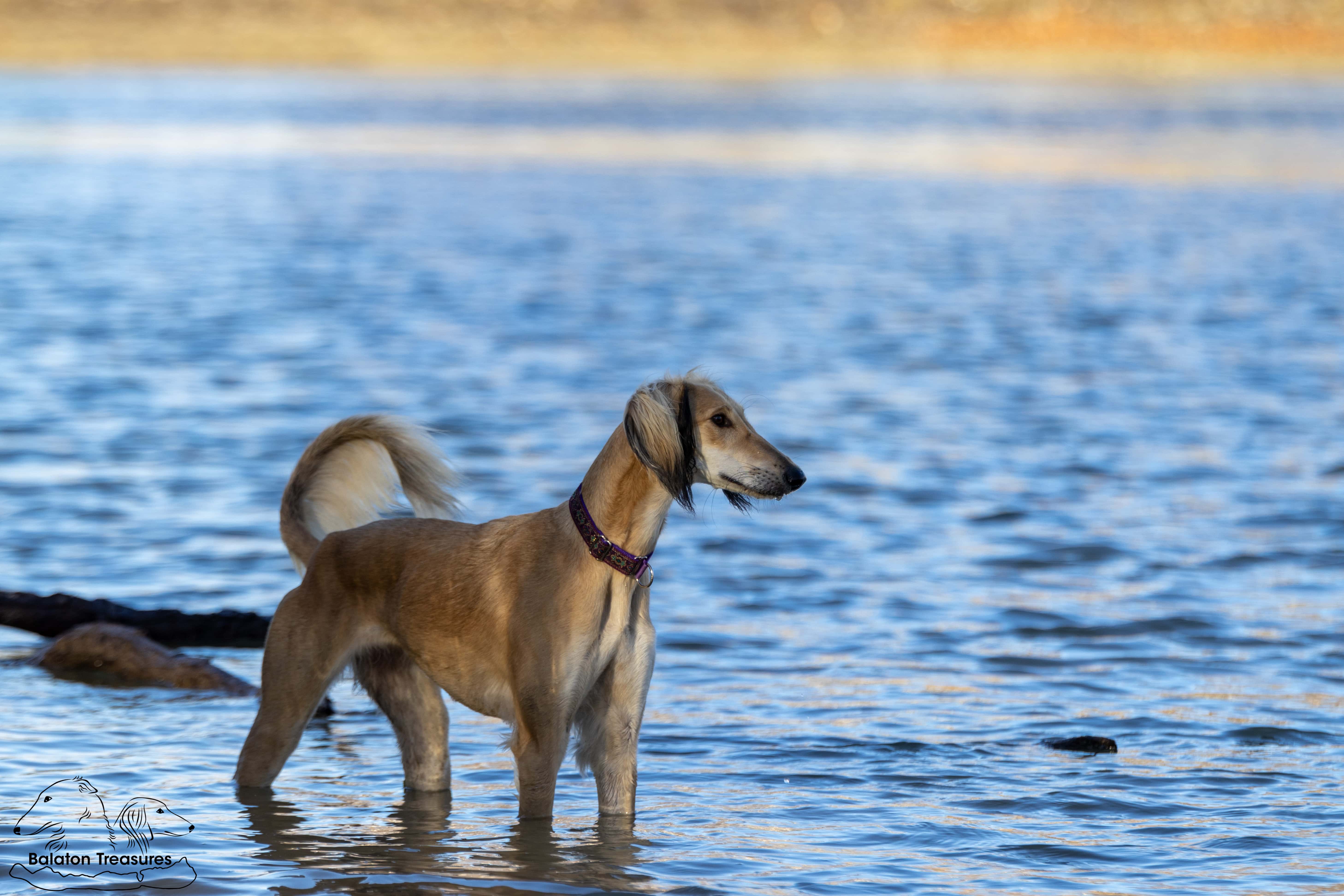 saluki