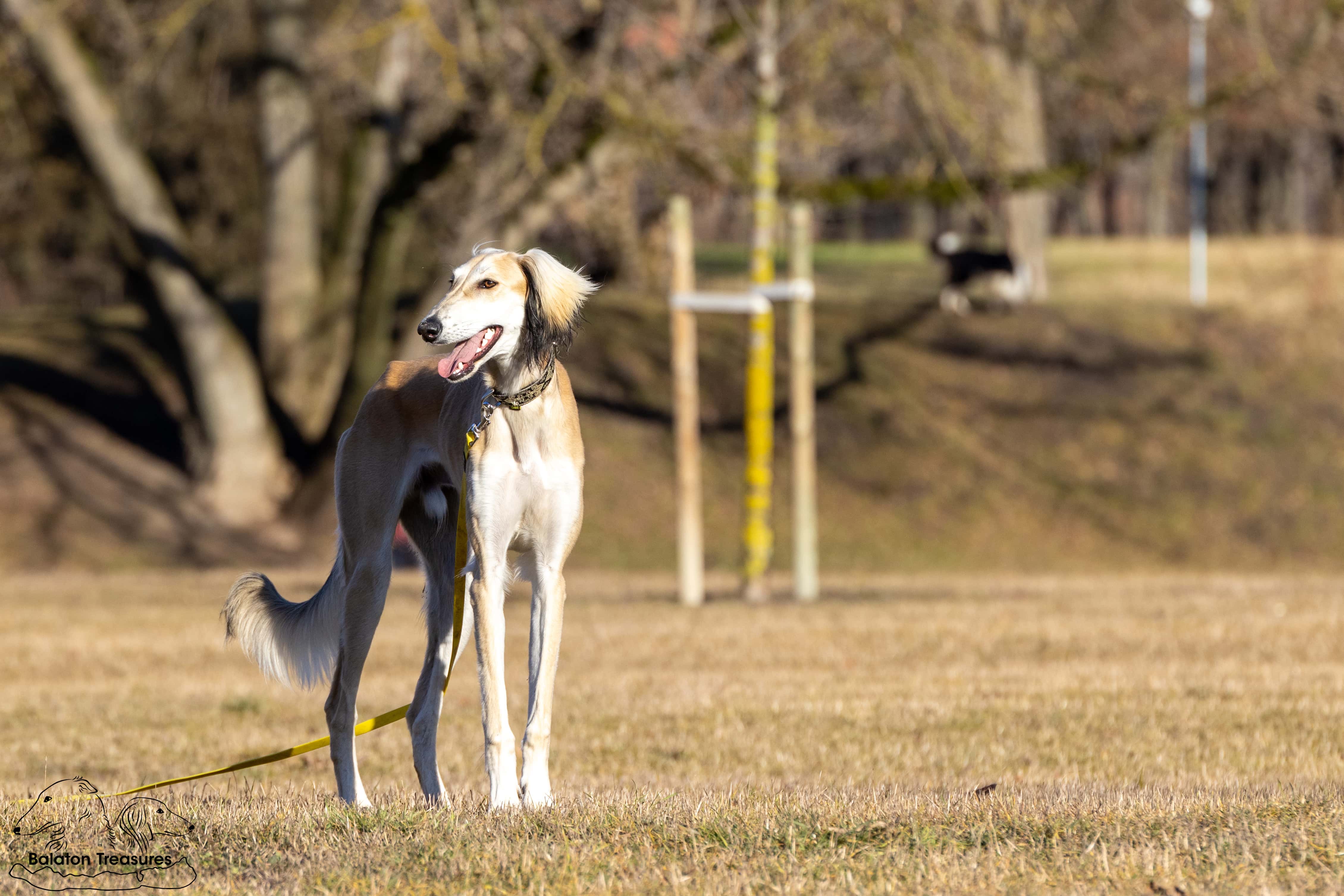 saluki