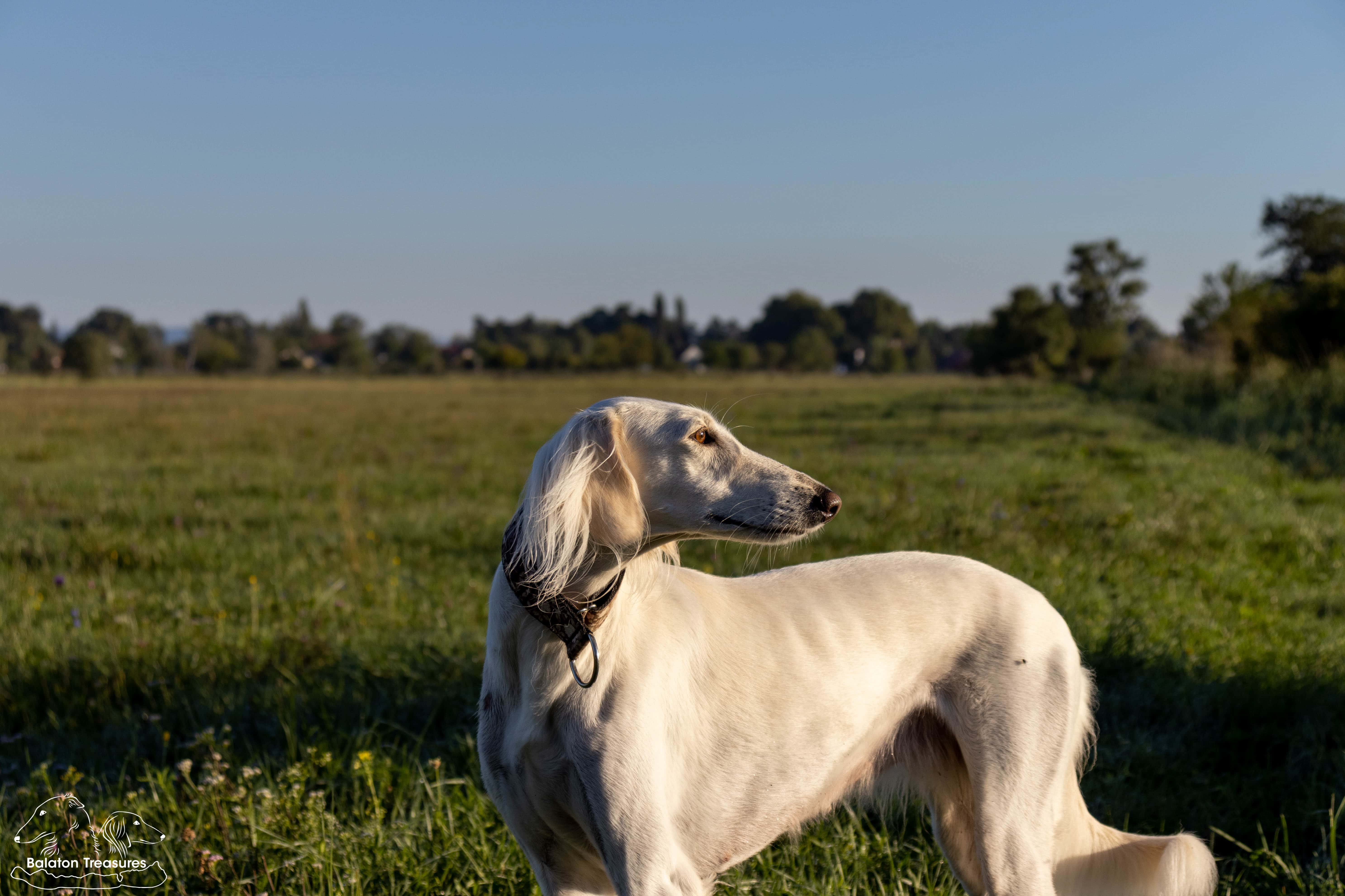saluki