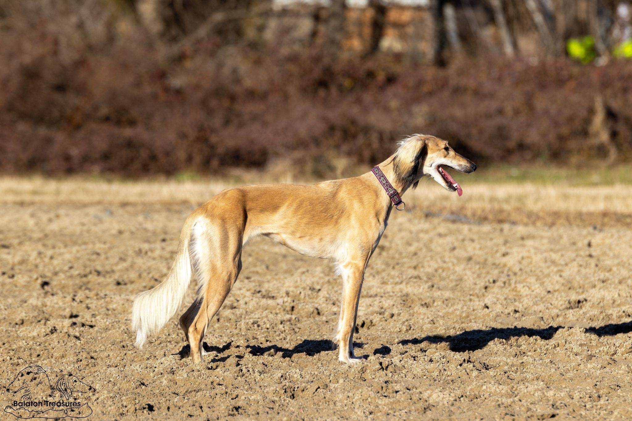 saluki