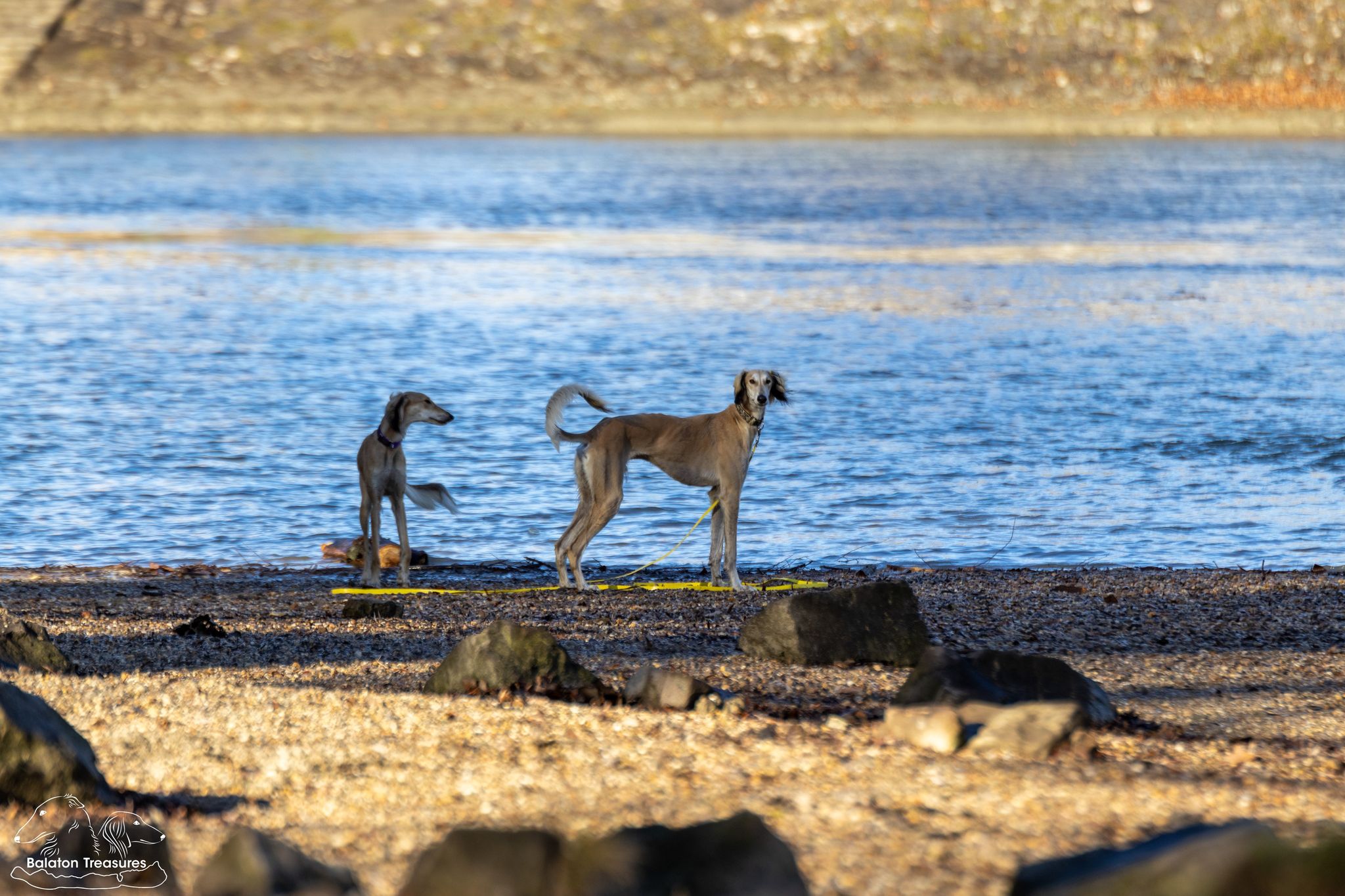 saluki