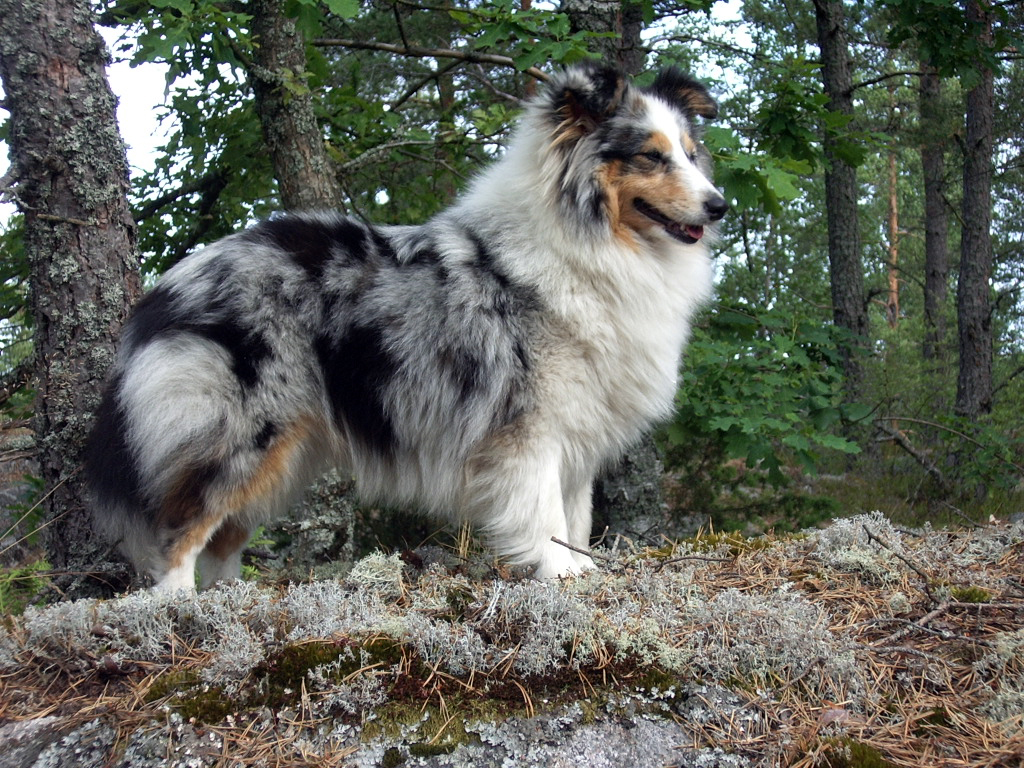 Lucky Luke Elenmire Blue Elwing sheltie