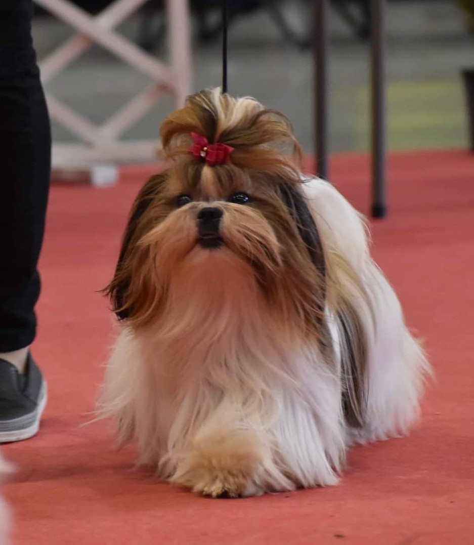 Ifj Madarász Jánosné a Szobatorpedó kennel tulajdonosának fotója