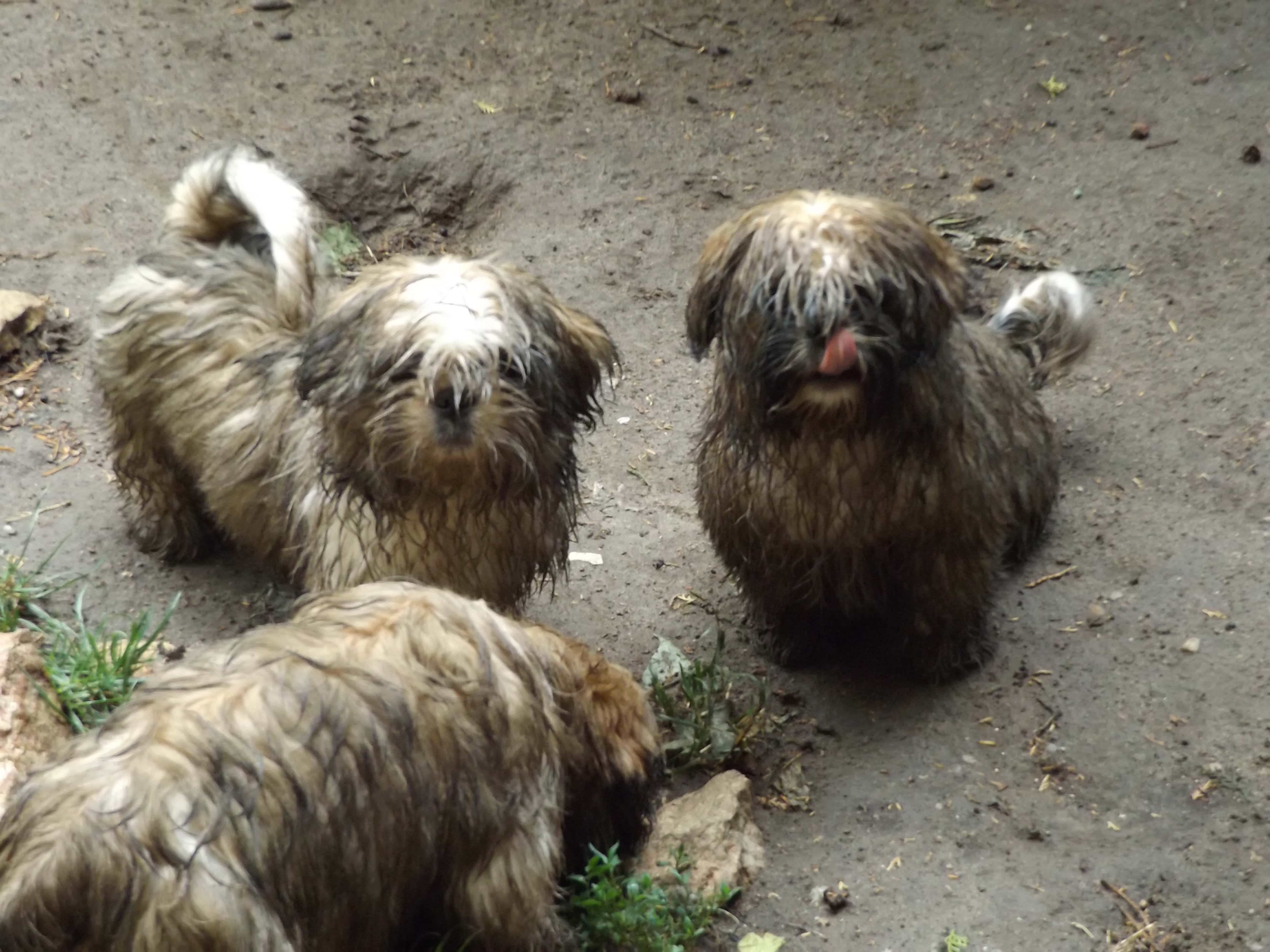 Ifj Madarász Jánosné a Szobatorpedó kennel tulajdonosának fotója