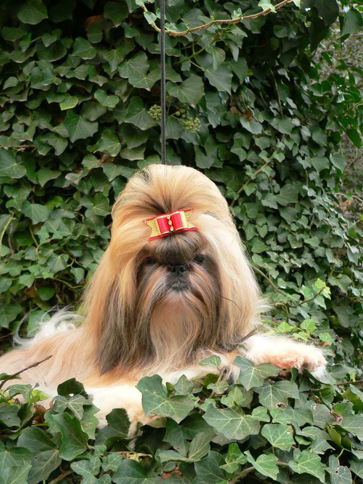 Ifj Madarász Jánosné a Szobatorpedó kennel tulajdonosának fotója