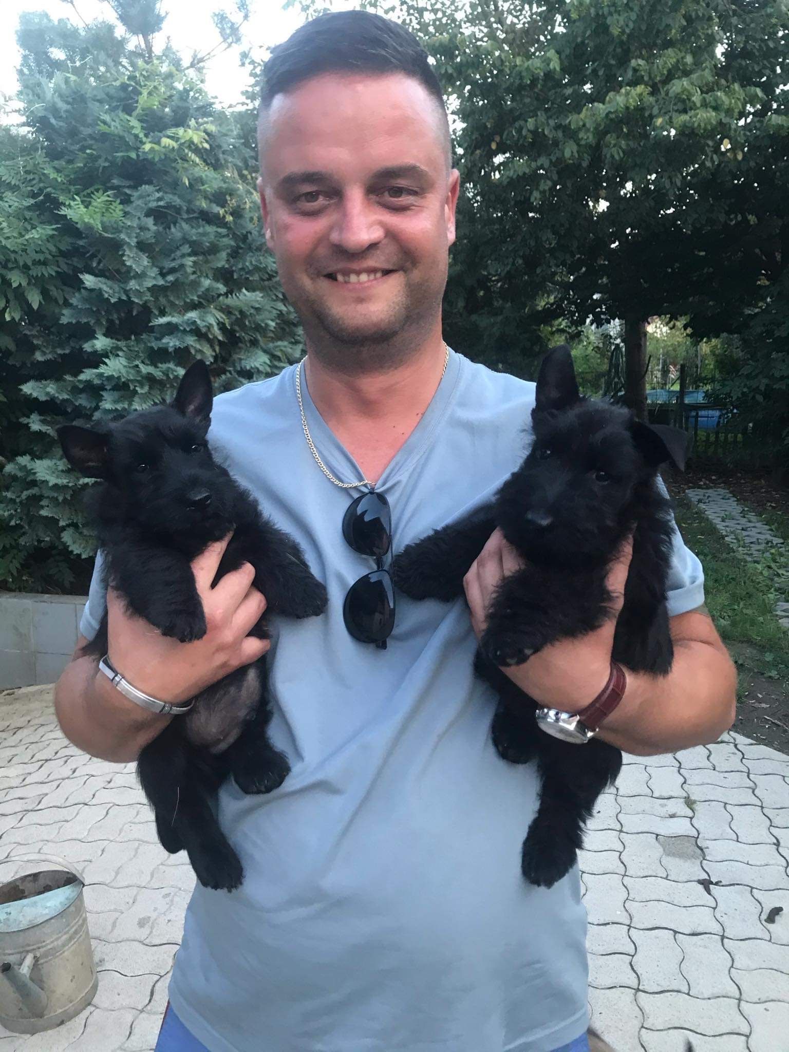 férfi skót terrier kölyökkutyákkal