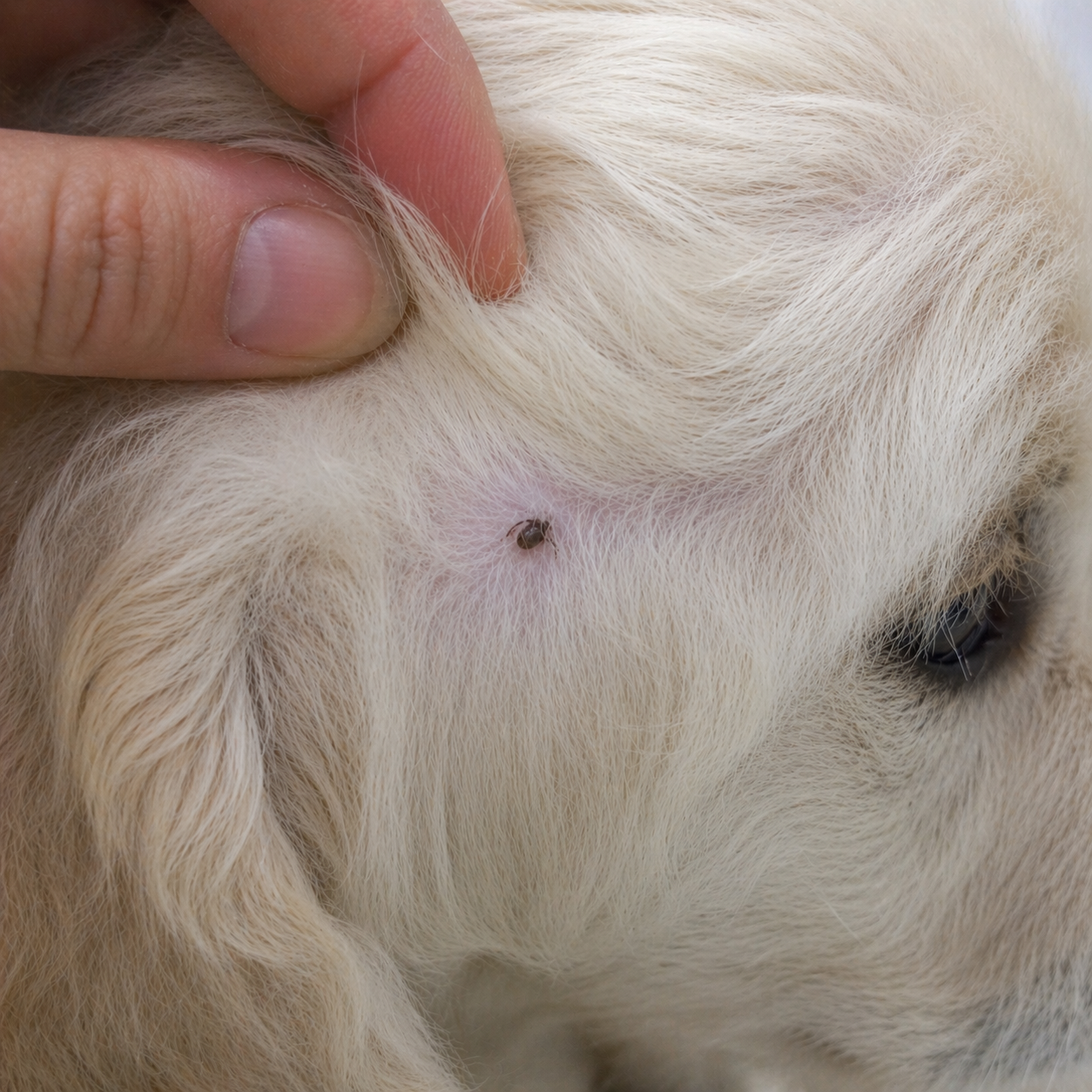 A kullancsok még alattomosabbak