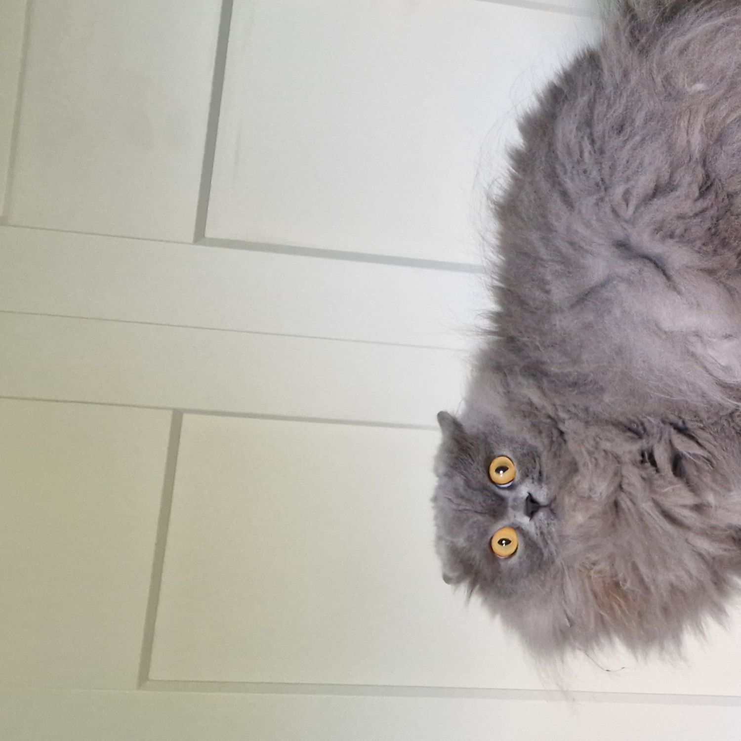 Letti