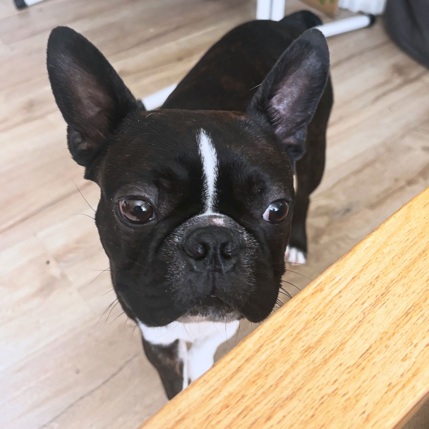 Oreo