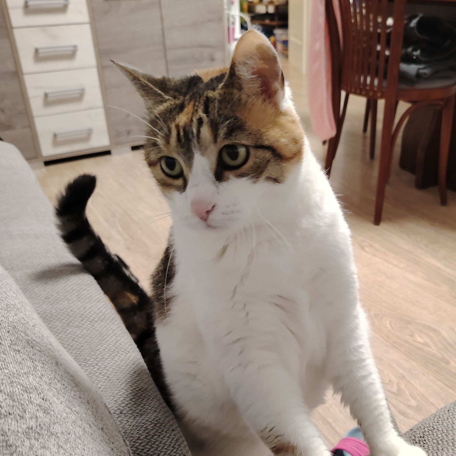 Folti