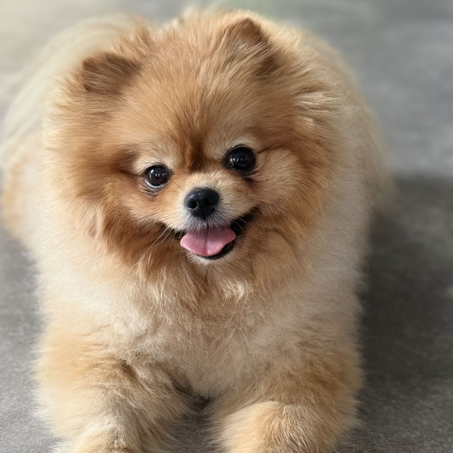 Bella