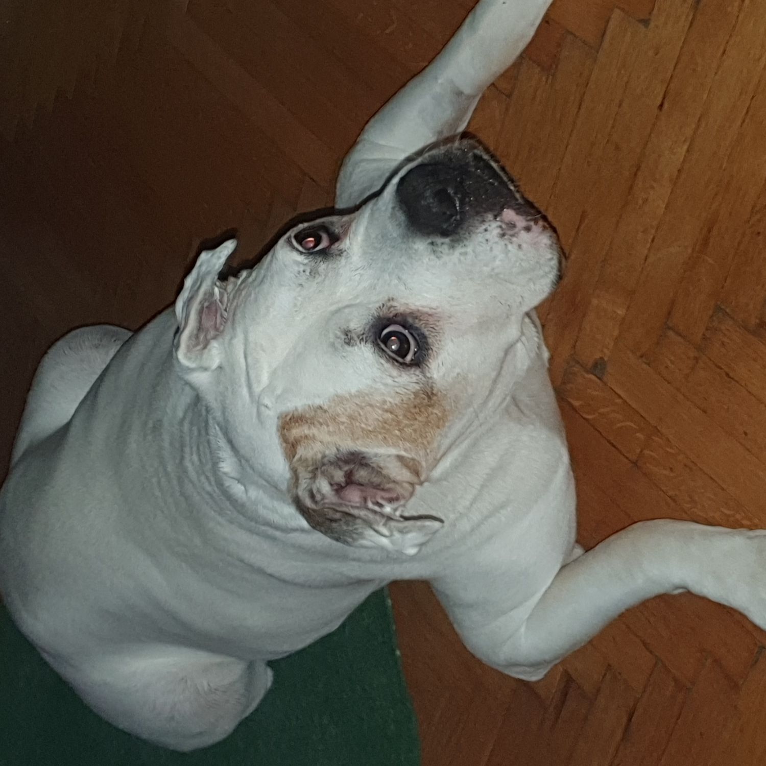 Shelly